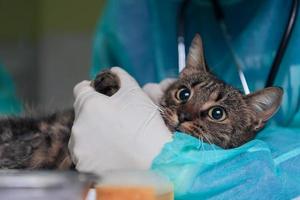 cirujana o doctora en el hospital de animales preparando a un lindo gato enfermo para la cirugía, poniendo gotas en los ojos de gato para protegerlos durante el tratamiento. foto