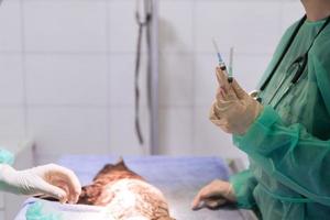 A surgeon and veterinarians team performing castration or sterilization operation on a cat in an animal hospital. photo