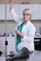 Female veterinary portrait photo