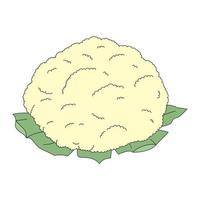 Vector illustration of cauliflower isolated on white background. Cartoon cabbage