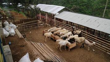 The atmosphere of a sheep farm in Malang Regency, Indonesia photo