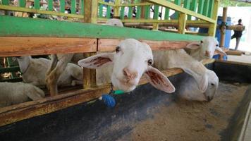 The atmosphere of a sheep farm in Malang Regency, Indonesia photo