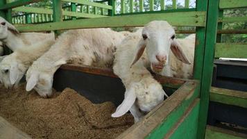 The atmosphere of a sheep farm in Malang Regency, Indonesia photo