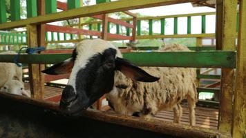 The atmosphere of a sheep farm in Malang Regency, Indonesia photo