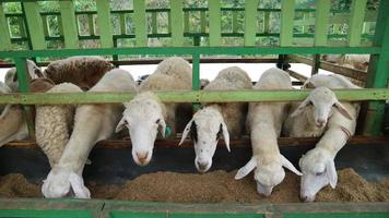 el ambiente de una granja de ovejas en malang regency, indonesia foto