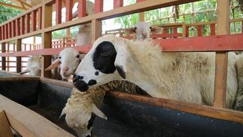 The atmosphere of a sheep farm in Malang Regency, Indonesia photo