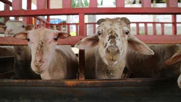 The atmosphere of a sheep farm in Malang Regency, Indonesia photo