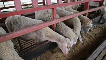 The atmosphere of a sheep farm in Malang Regency, Indonesia photo