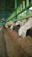 The atmosphere of a sheep farm in Malang Regency, Indonesia photo