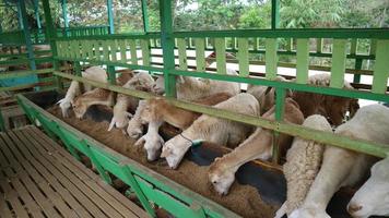 The atmosphere of a sheep farm in Malang Regency, Indonesia photo