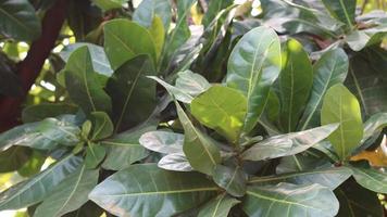 Fresh green leaves exposed to the sun in the morning photo