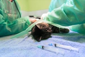 Real abdominal surgery on a cat in a hospital setting photo