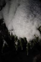 tree covered with fresh snow at winter night photo