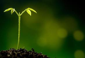 Brote de hojas de siembra de plantas jóvenes en el bosque foto