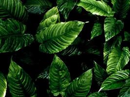 Freshness tropical leaves surface in dark tone as rife forest background photo