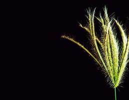 Flower of Swallen Finger grass photo