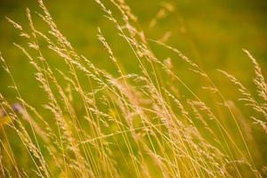 Wheat field view photo