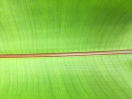 Isolated heliconia tortuosa leaf with clipping paths. photo