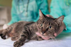 veterinario midiendo la temperatura del pequeño gatito foto