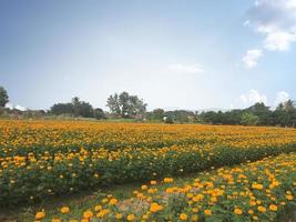 Marigold flower garden, blurred background, soft and selective focus. photo