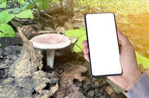 pantalla blanca de teléfono móvil en la mano con fondo borroso de hongos tropicales, concepto para usar tecnología para estudiar la diversidad de especies y el área de hongos silvestres en bosques tropicales. foto