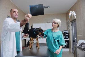 veterinario y asistente en una clínica de animales pequeños foto