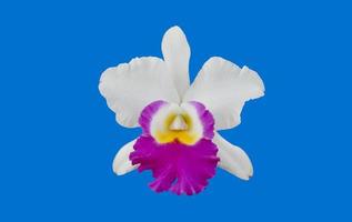 Isolated cattleya orchid flower with clipping paths. photo