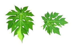 Isolated young and fresh papaya leaf with clipping paths. photo