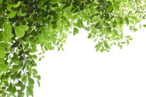 Ficus benjamina branches and leaves, soft and selective focus, blurr clouds and bluesky background. photo