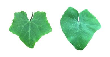 Isolated coccinia grandis leaf with clipping paths. photo