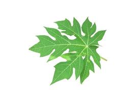 Isolated young and fresh papaya leaf with clipping paths. photo