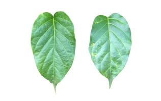 Isolated gurmar leaf or gymnema inodorum dencne leaf with clipping paths. photo