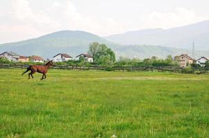 vista de la naturaleza del caballo foto