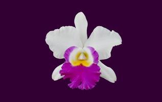 Flor de orquídea Cattleya aislada con caminos de recorte. foto