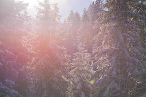 paisaje de invierno en el bosque al atardecer foto