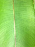 Isolated heliconia tortuosa leaf with clipping paths. photo