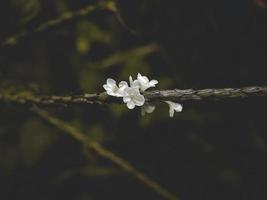 Light blue snakeweed flower, Stachytarpheta jamaicensis photo