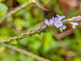 macro photo of a black ant on a branch with a white flower in bloom