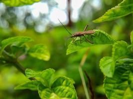 foto macro de un insecto apestoso en una hoja verde, enfoque selectivo