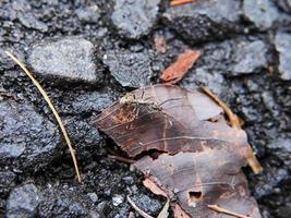 macro photo of an ant on black asphalt