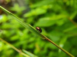 macro photo of a red black ladybug sitting on a green weed leaf, selective focus