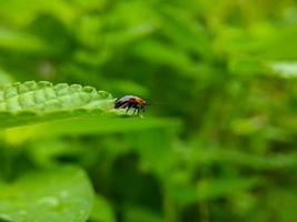 macro photo of a red black ladybug on the tip of a green leaf, selective focus