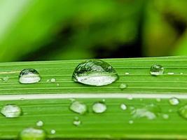 gotas de lluvia sobre hojas verdes frescas foto