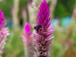 a plebeian bee flies and lands on a boroco spinach flower photo