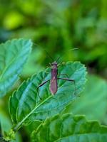 macro photo of a stink bug on a green leaf, selective focus