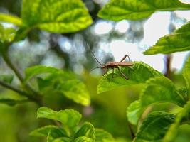 macro photo of a stink bug on a green leaf, selective focus