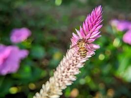 una abeja está volando y chupando néctar de miel en una flor morada foto