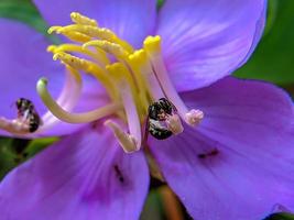 macro photo of wasps in blooming purple flowers