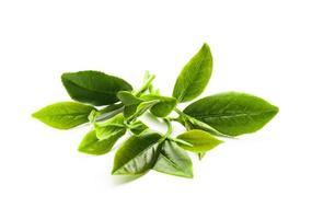 Green tea leaf isolated on white background, Fresh tea leaves on a white background photo