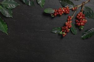Close up fresh organic red coffee beans with coffee leaves on black background with copy space photo